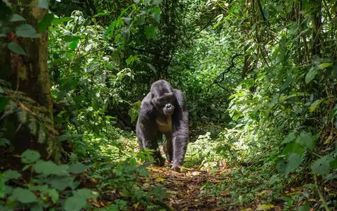 East Africa Trilogy: Rwanda, Kenya & Tanzania Tour
