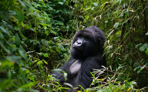 Rwanda in Motion: Game Drives & Gorillas