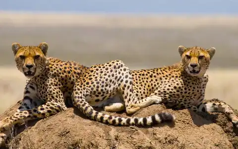 Explorando la vida salvaje de Tanzania