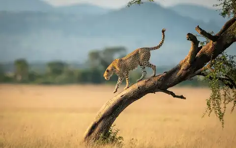 Tanzania Unscripted: Serengeti to Zanzibar
