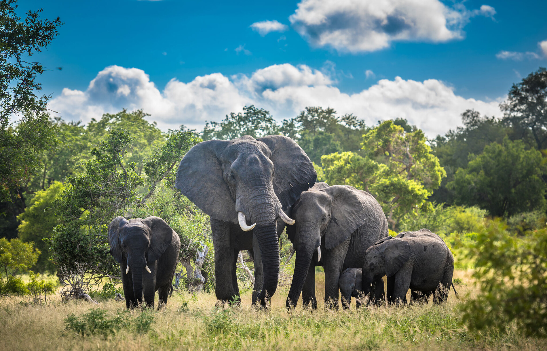 Kruger National Park Luxury Safaris | Rhino Africa