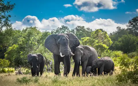 South Africa’s Great Safari Stronghold
