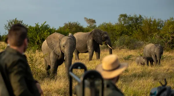 What Makes South Africa a Showstopper?