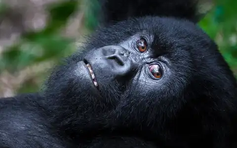East Africa Blend: Gorilla Trekking & Great Migration 