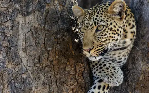 Tanzania Unseen: Katavi Safari & Mahale Chimpanzee Tour