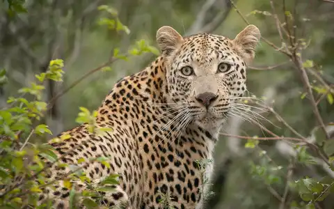 Safari to Shore: Southern Africa & Island Adventure