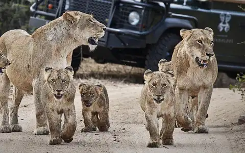 City, Safari & Sea: South Africa & Mozambique Tour 
