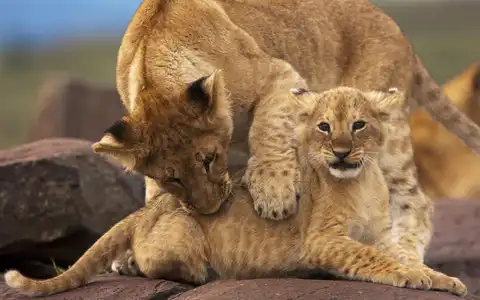 The Kenya Headliner: Mara, Migration & Mombasa Tour