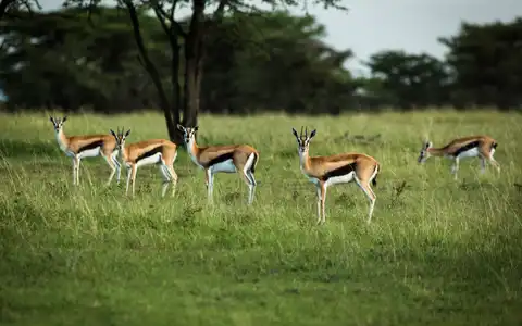 East Africa Private Concession Tour