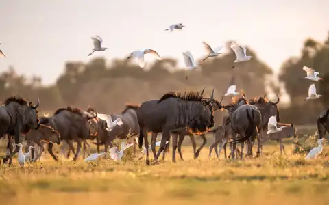 A Vibrant Mix of Big 5 Safari & Romantic Beach Trip