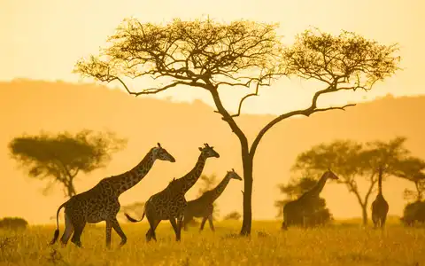 Three Sides of East Africa: Rwanda and Tanzania Safari