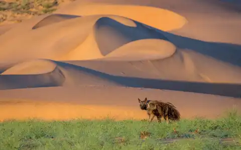 Namibia Fly-In Safari: Kunene, Damaraland & Etosha