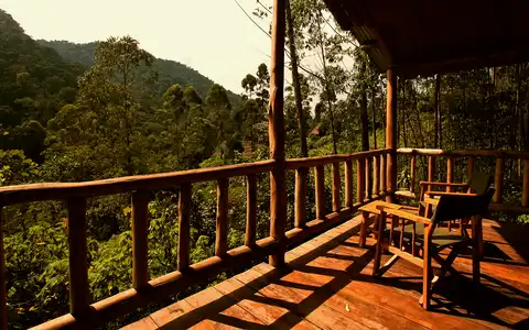 The Gorilla Resort